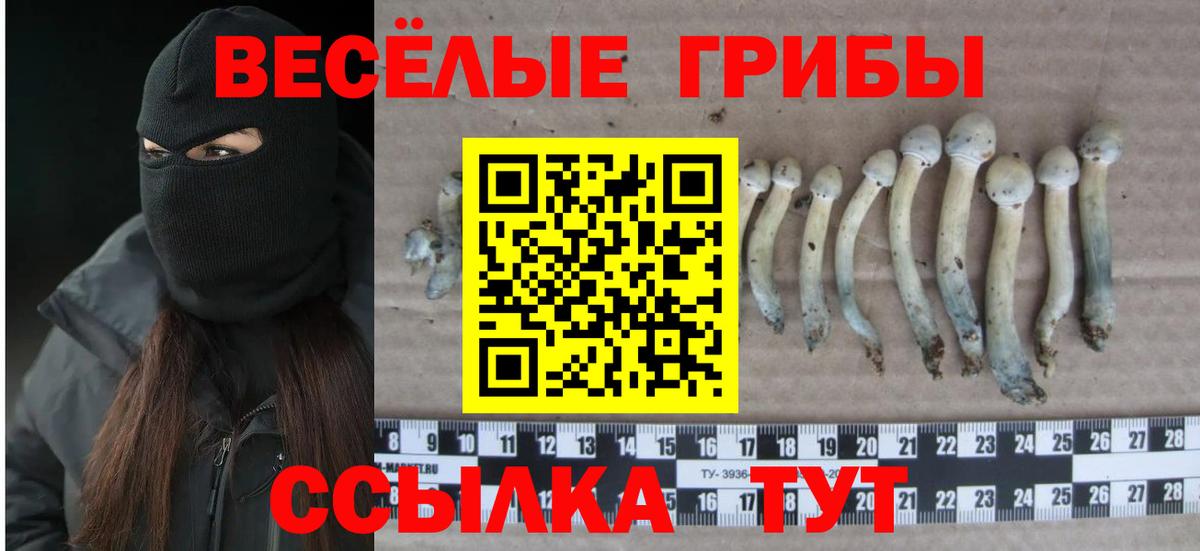 Псилоцибиновые грибы GOLDEN TEACHER Сосновый Бор